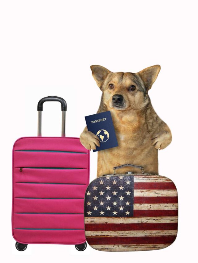 Unlocking the Secrets: Do Pets Need Passports in the USA? 15 Surprising Facts Revealed!
