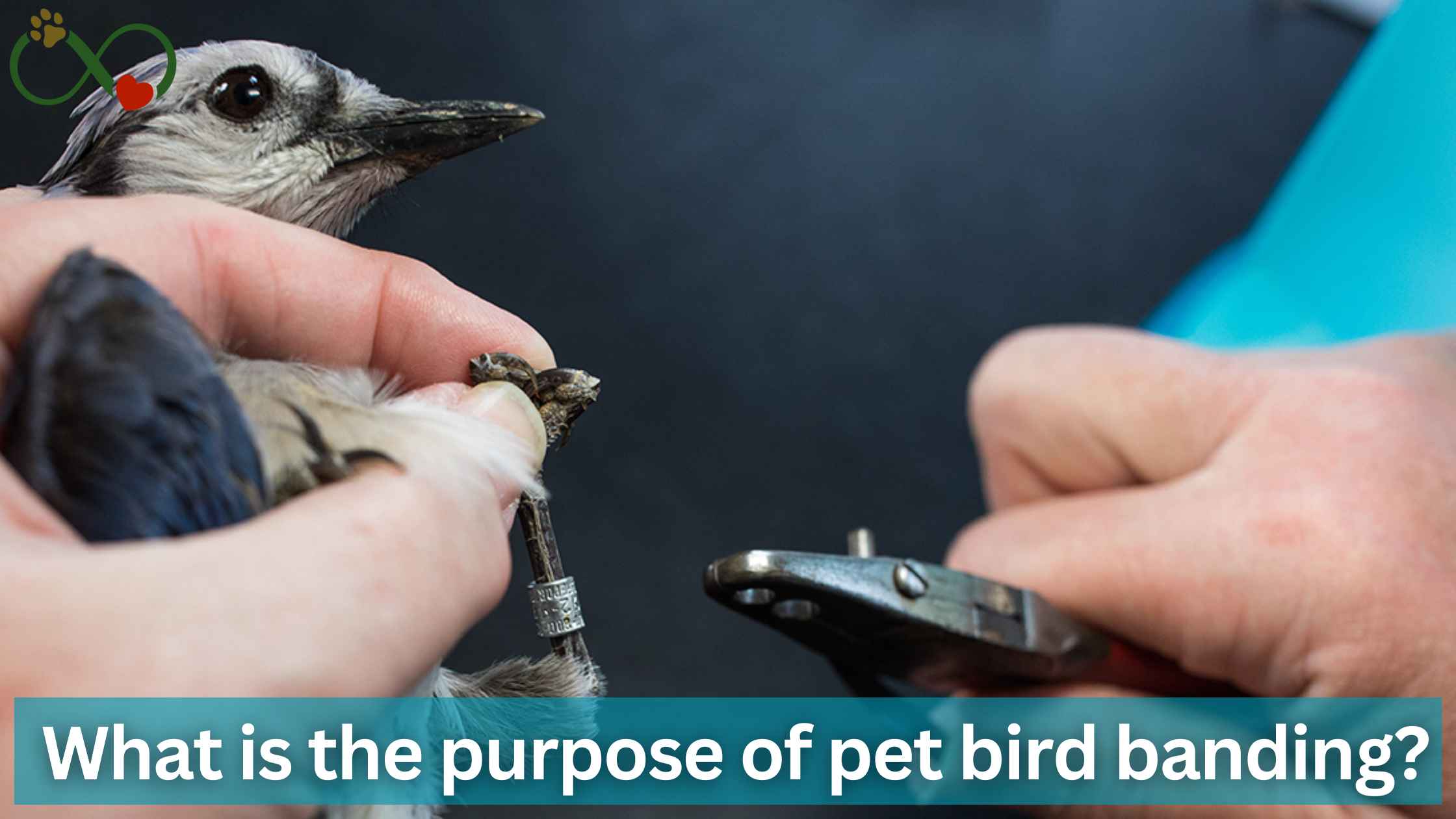 pet bird banding